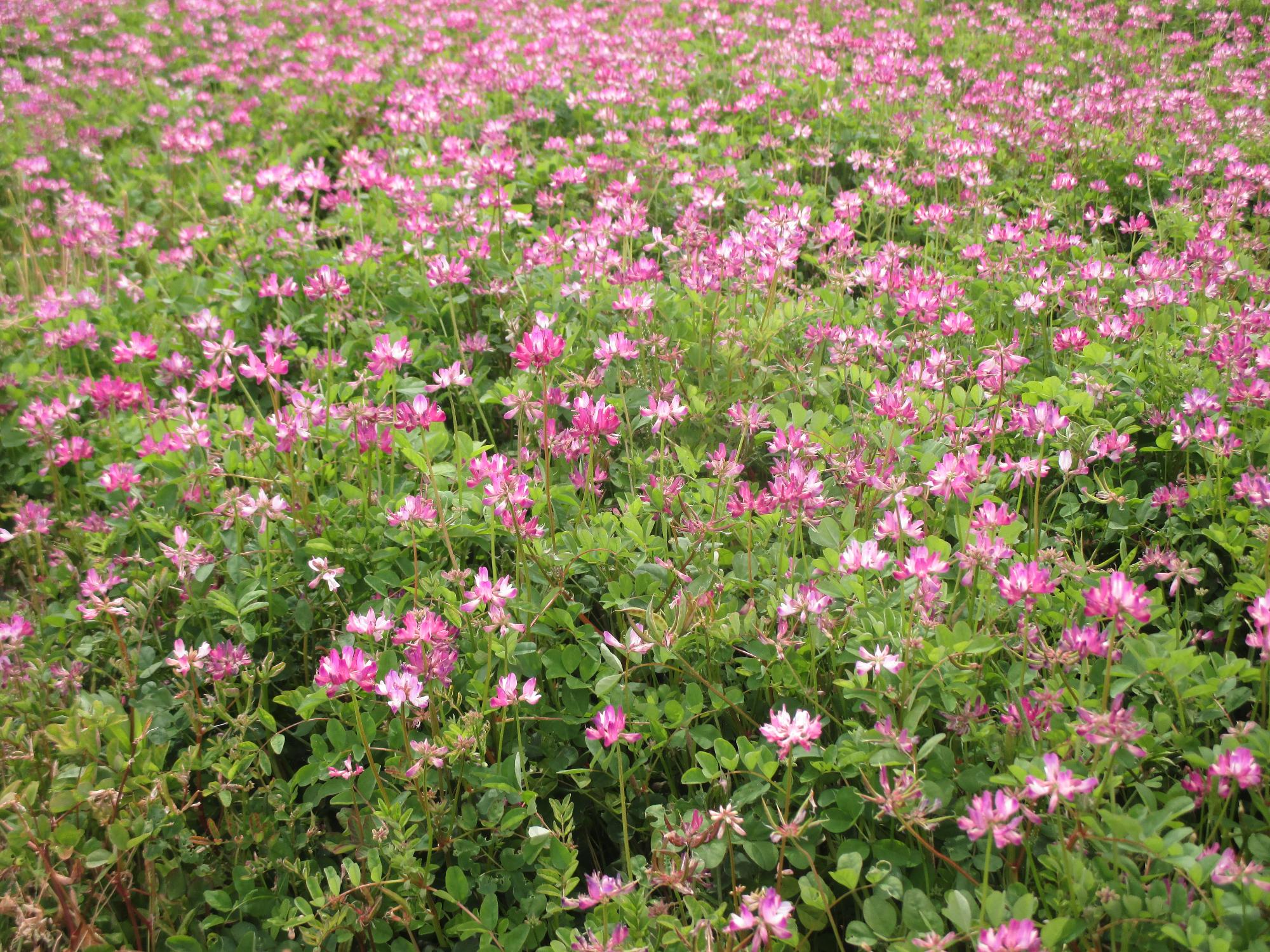 中巨摩第2グラウンド付近れんげ開花状況