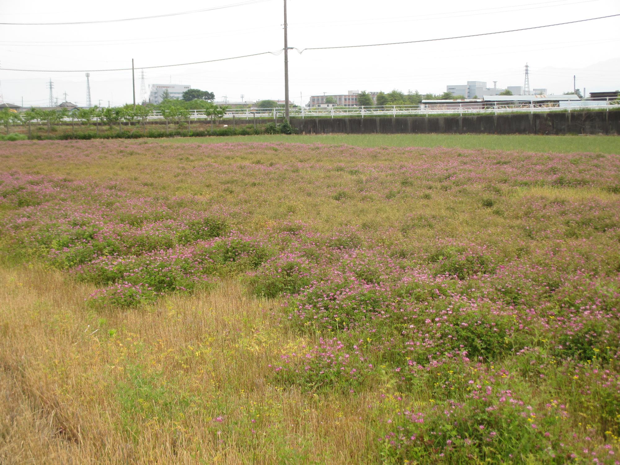 成島地区のれんげ開花状況