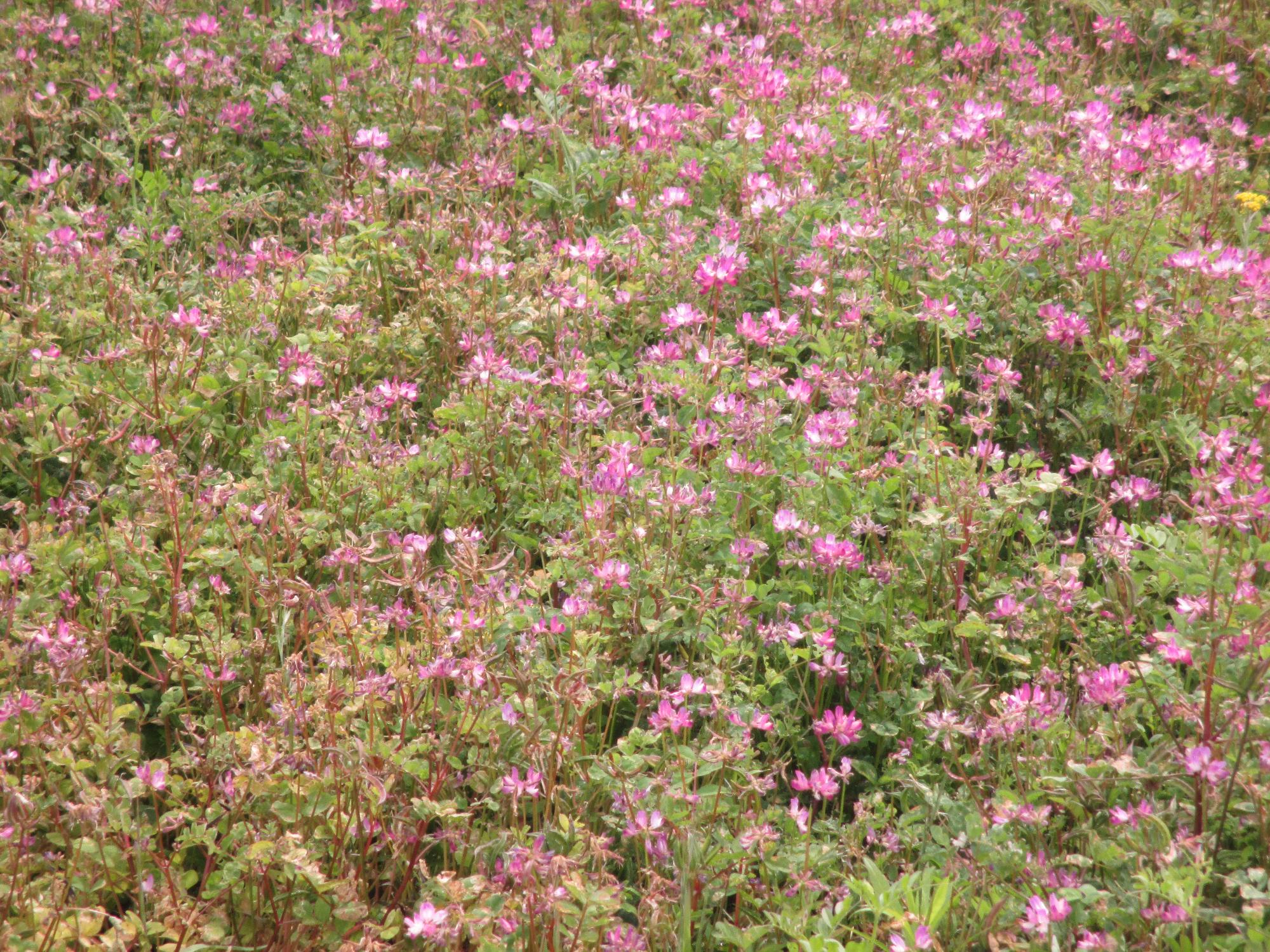 成島地区のれんげ開花状況