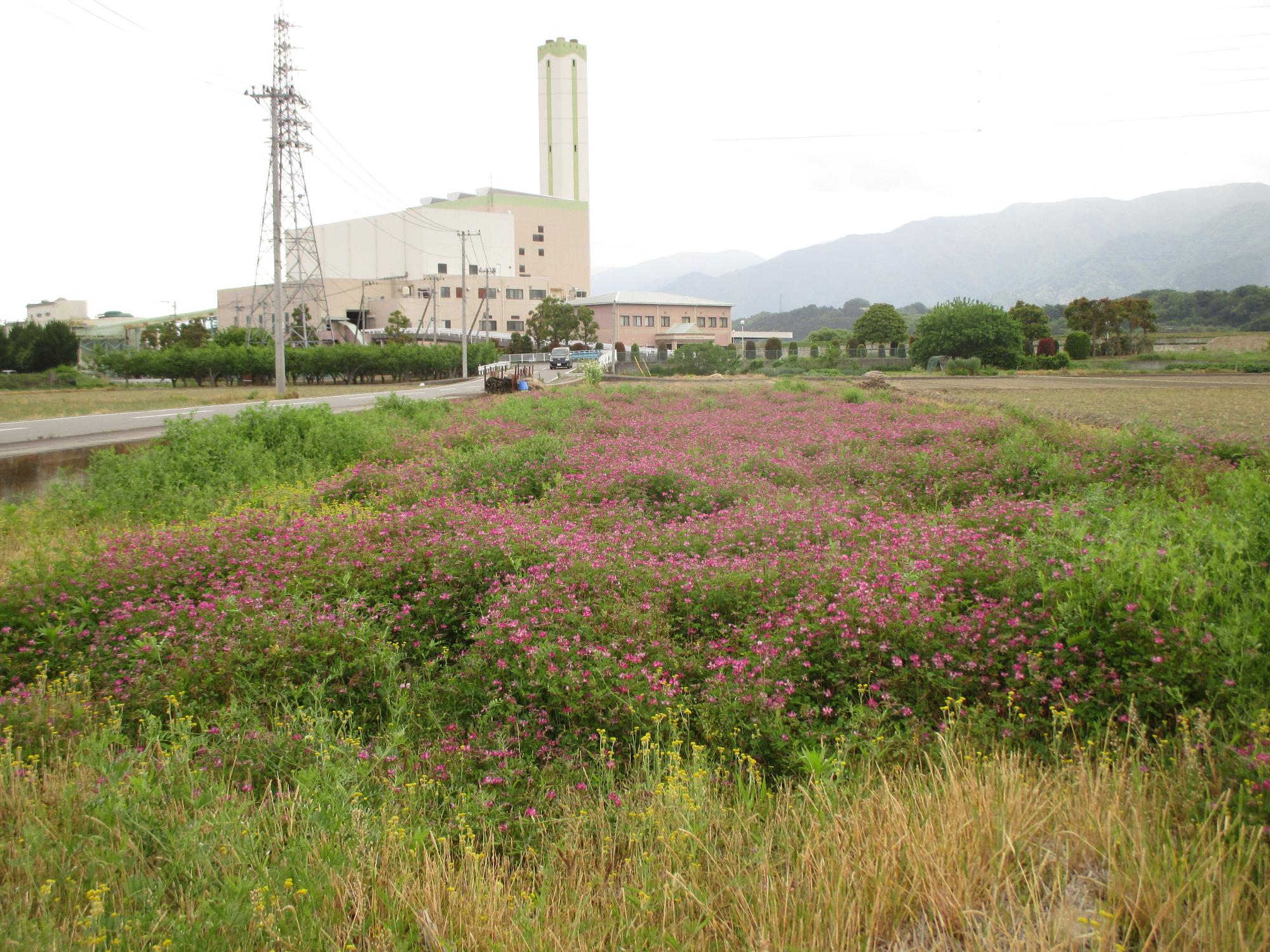 田富第3保育園付近のれんげ開花状況