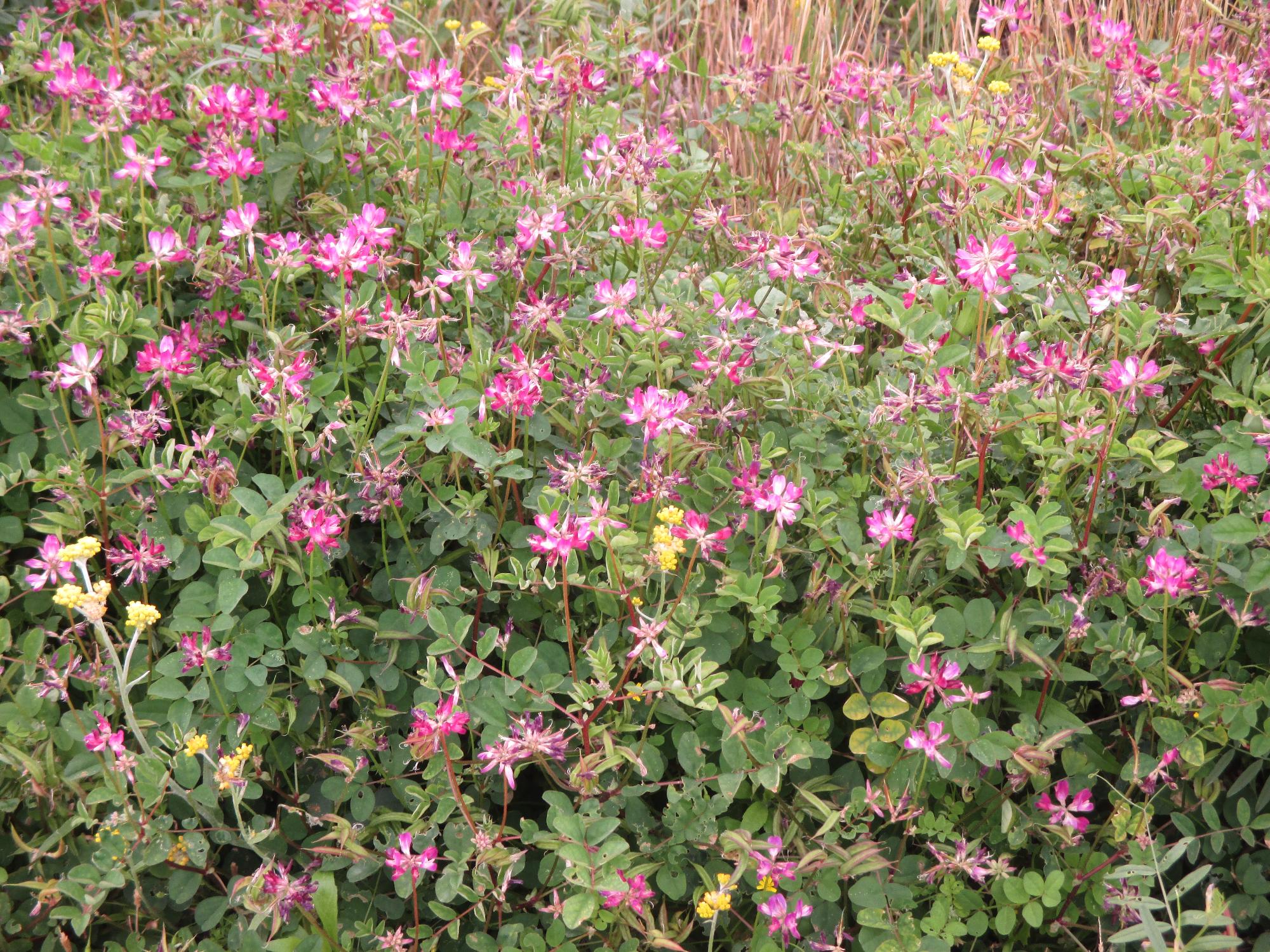 田富第3保育園付近のれんげ開花状況