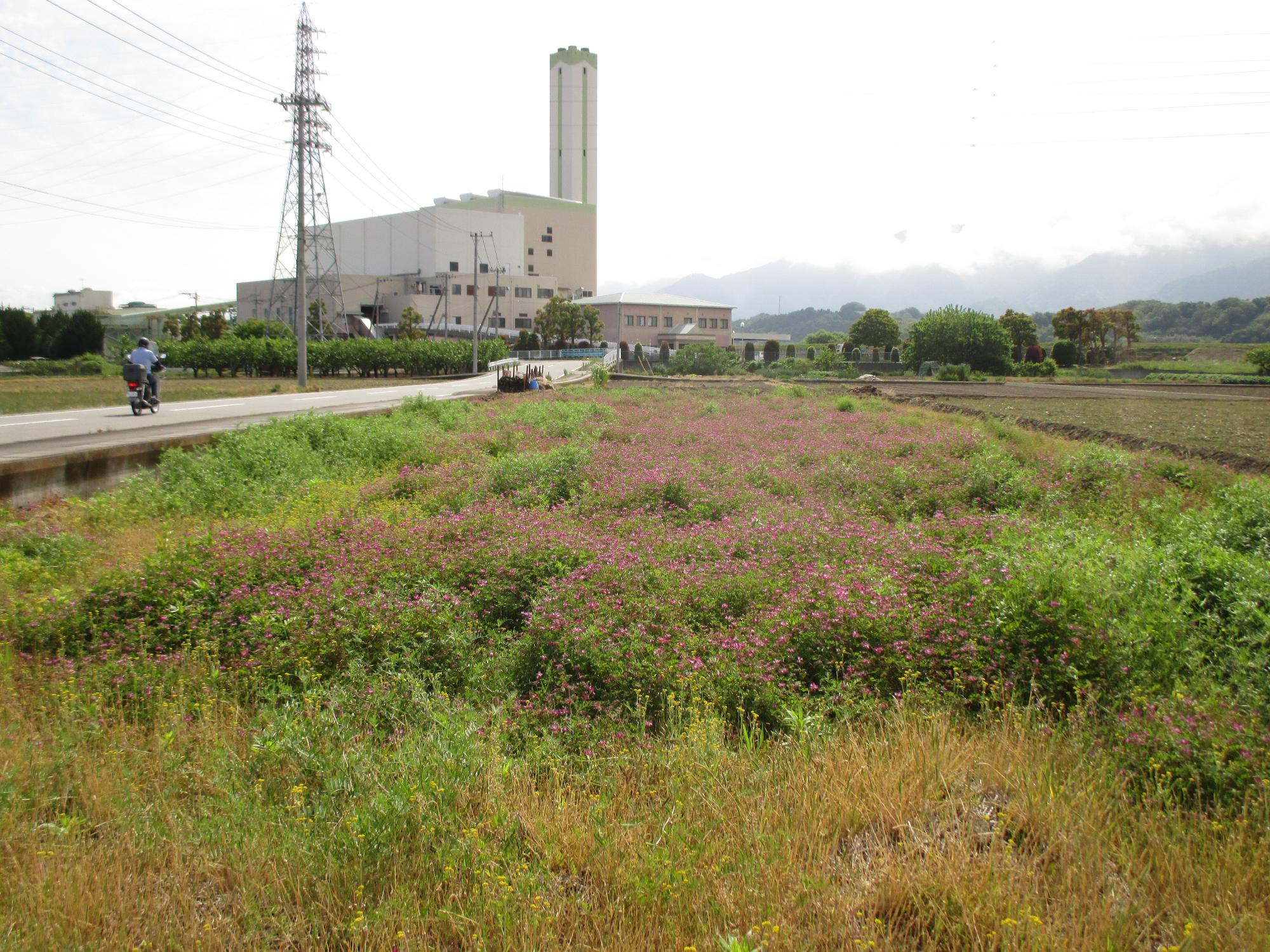 田富第3保育園付近のれんげ開花状況