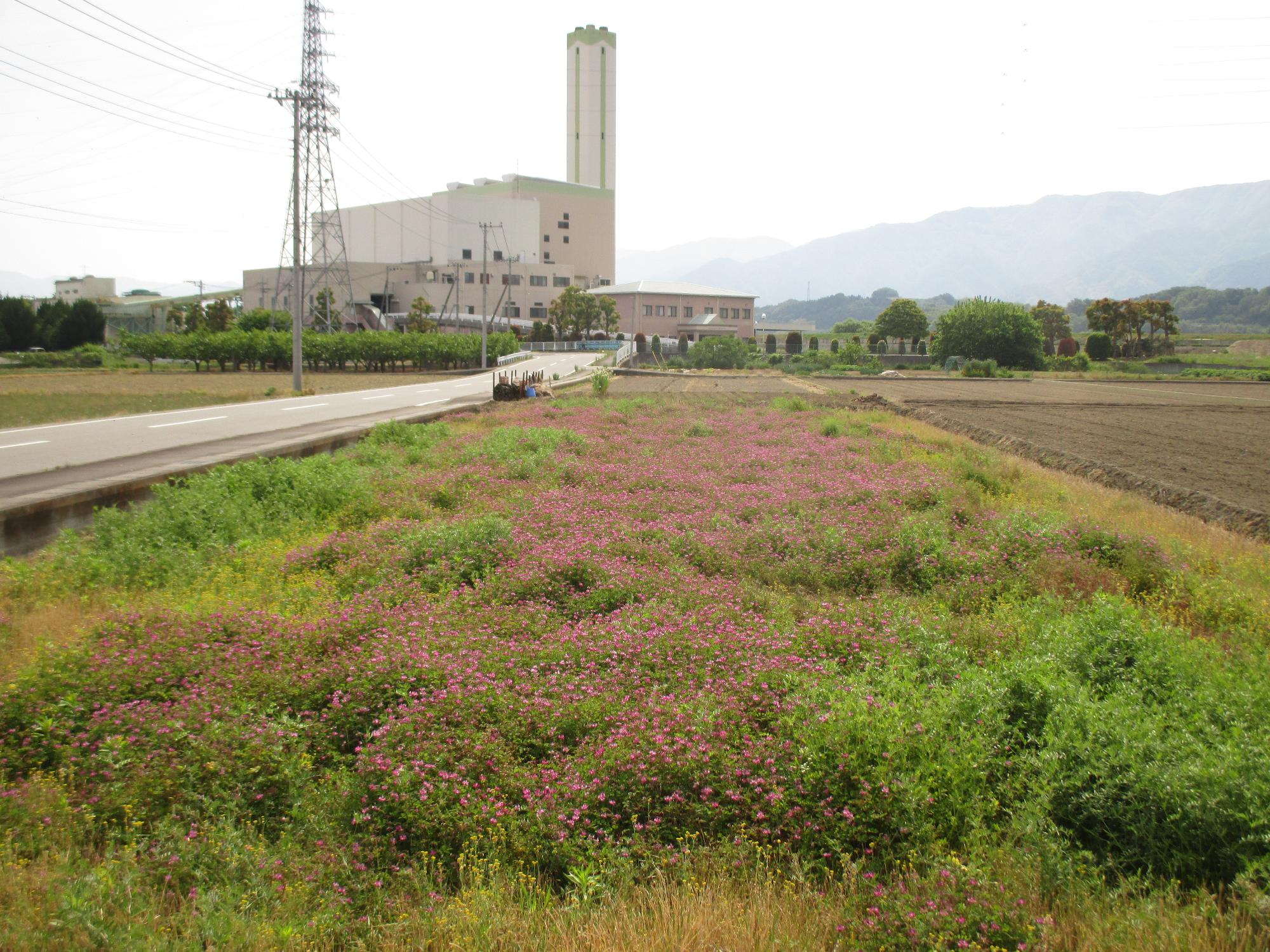 田富第3保育園付近のれんげ開花状況