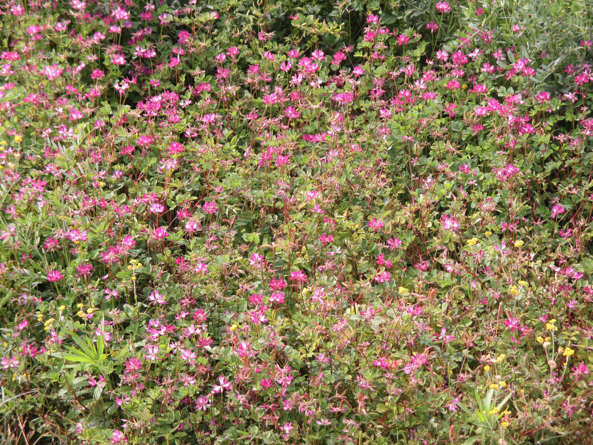 田富第3保育園付近のれんげ開花状況