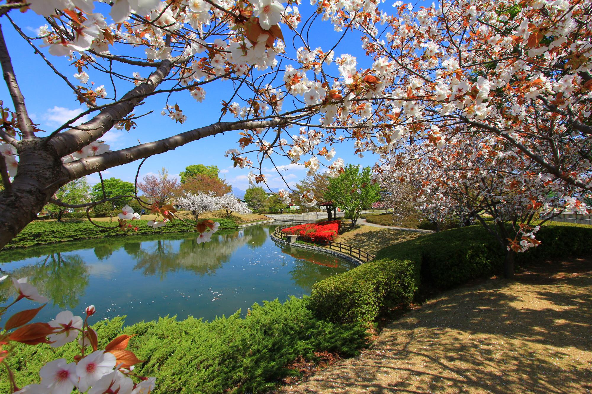 玉穂ふるさとふれあい広場の乙黒桜