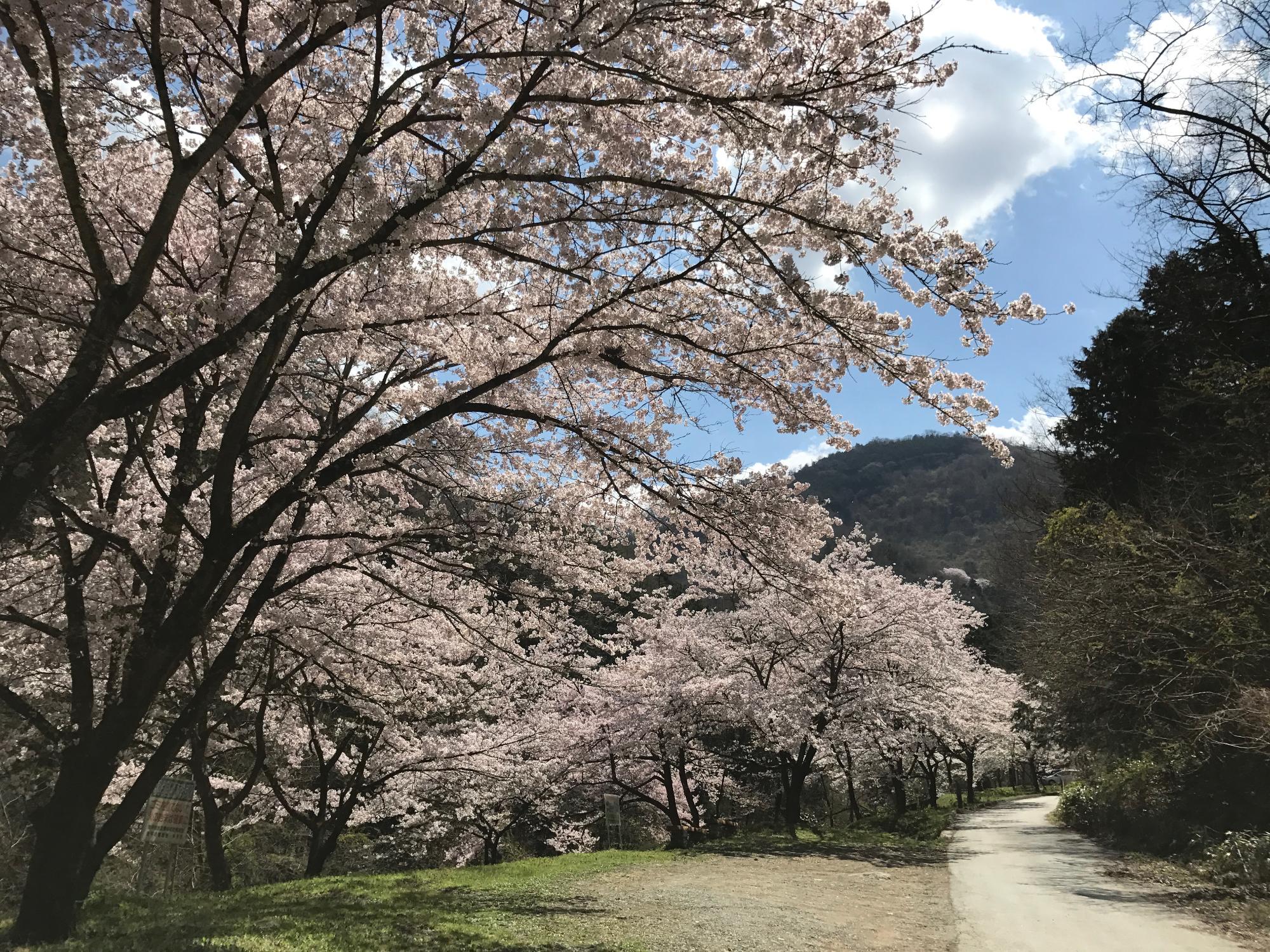 山の神千本桜の画像